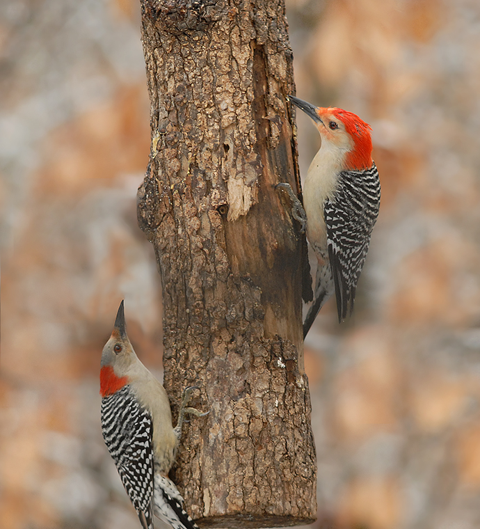 Red-bellied Woodpeckers