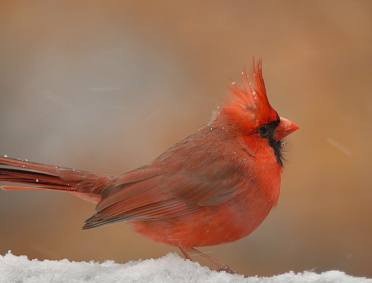 Northern Cardinal