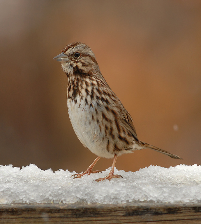 Song Sparrow