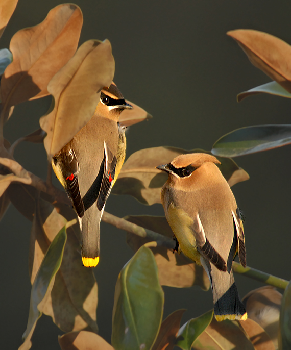 Gathering in Magnolia Tree to Roost