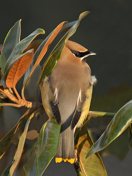 Cedar Waxwing