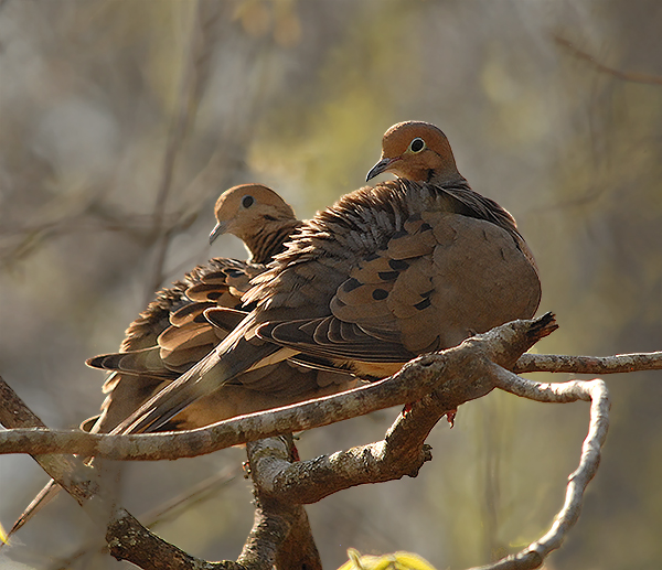 Mourning Doves