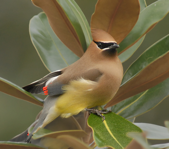 Gathering in Magnolia Tree to Roost