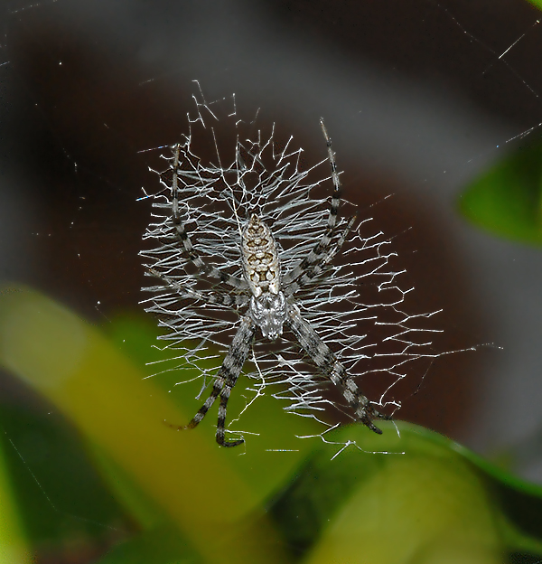 Immature, dorsal