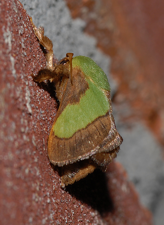 Smaller Parasa Moth (4698)