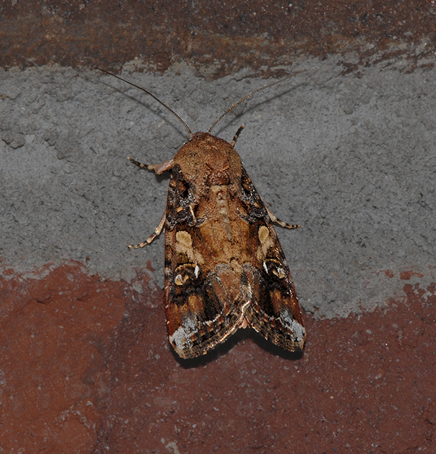 Fall Armyworm Moth (9666)