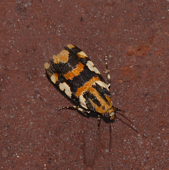 Southern Spragueia Moth (9122)