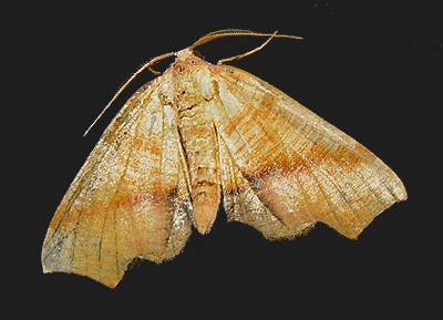 Fervid Plagodis Moth (6843)