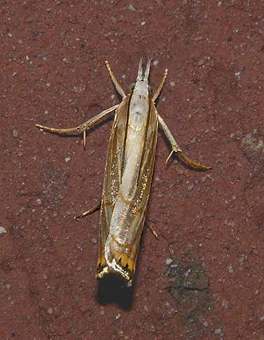 Graceful Grass Veneer Moth (5450)