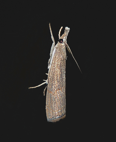 Lesser Vagabond Sod Webworm Moth (5399) ?