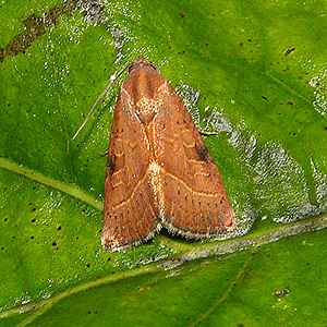 The Wedgeling Moth (9688)