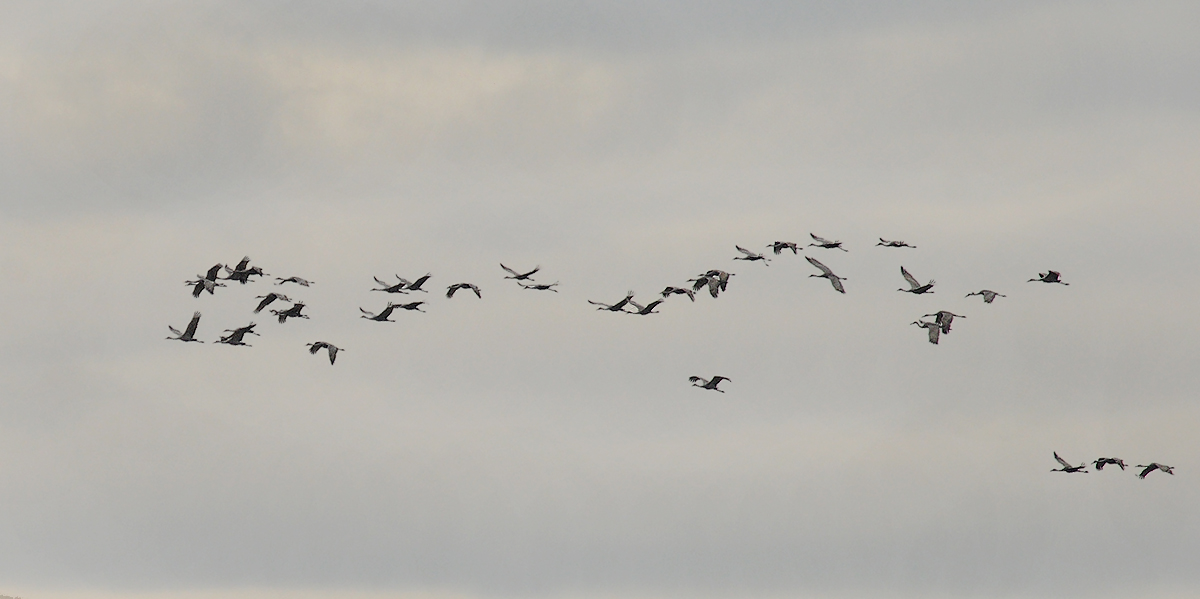 Greater Sandhill Cranes