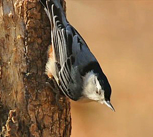 White Breasted Nuthatch VIDEO