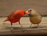 Northern Cardinal Video