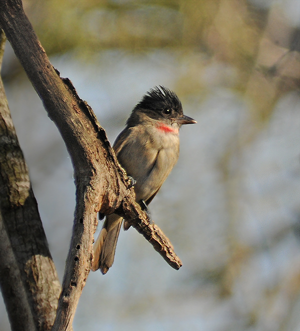 Rose-throated Becard