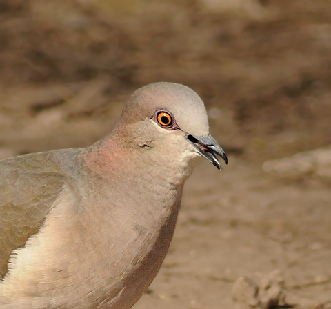 White-tipped Dove 