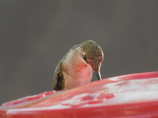 Black-chinned Hummingbird