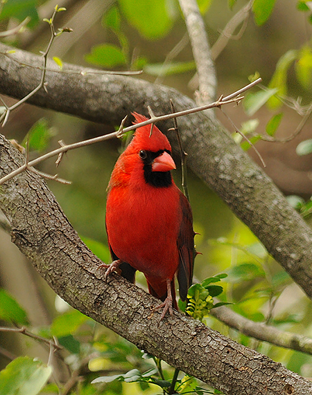 Northern Cardinal