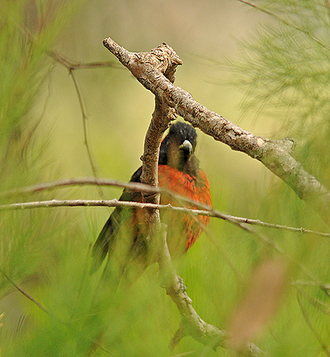 Crimson-collared Grosbeak