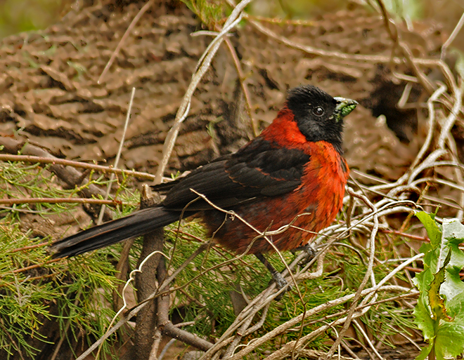 Crimson-collared Grosbeak