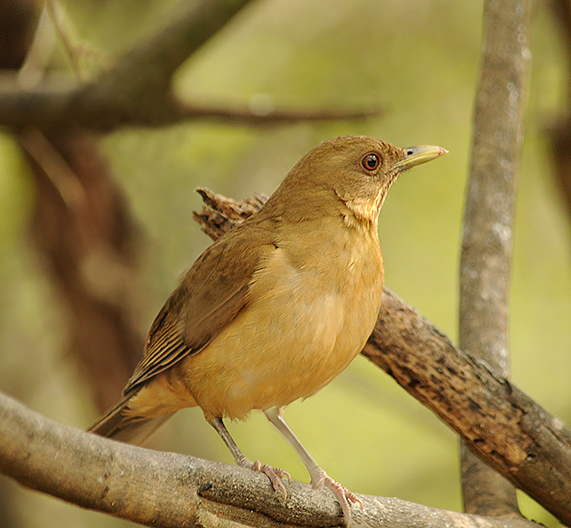 Clay-colored Thrush