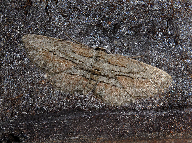 Dainty Gray Moth (6452)