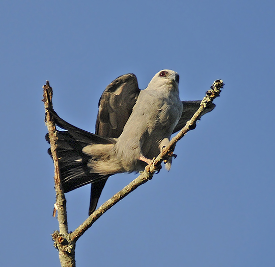 mississippi kite male and female differences mississippi kite male and female differences