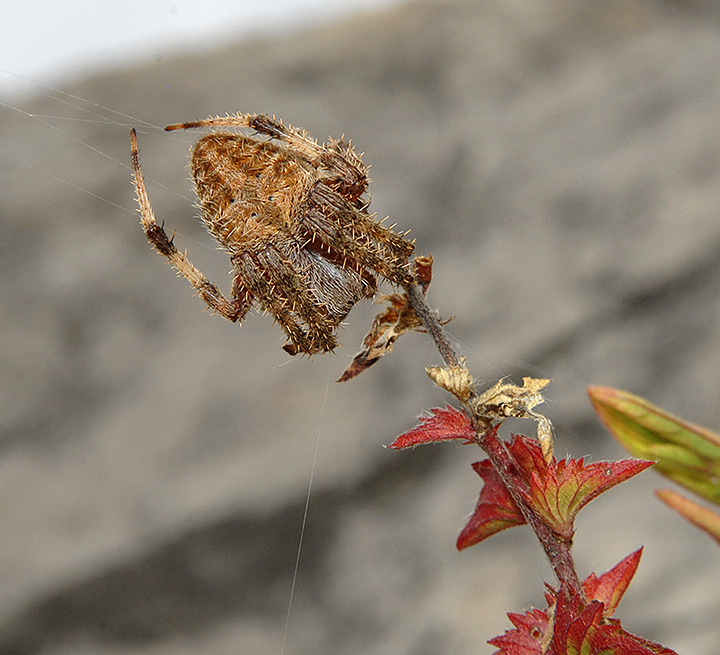 Spotted Orbweaver (Barn Spider)