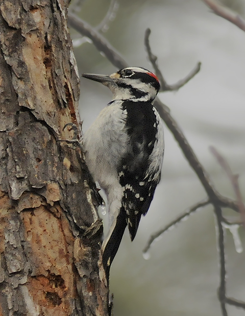 Hairy Woodpecker