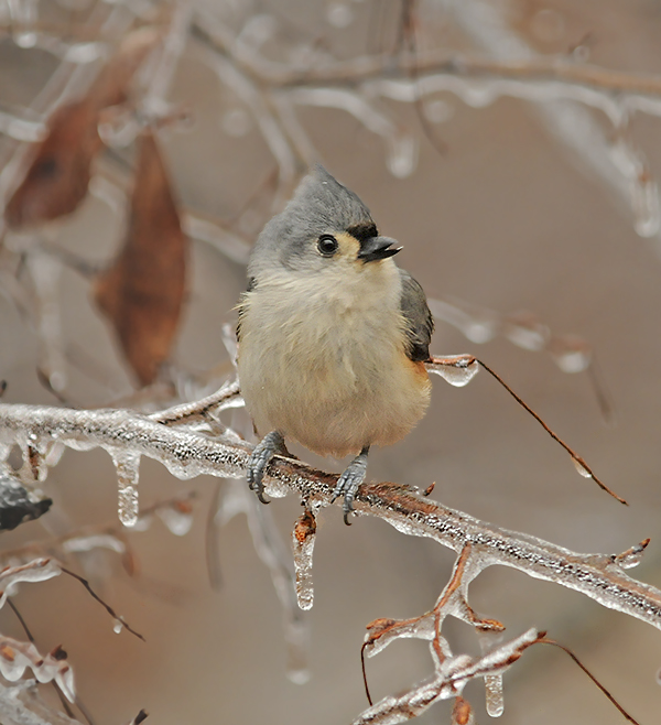 Tufted Titmouse