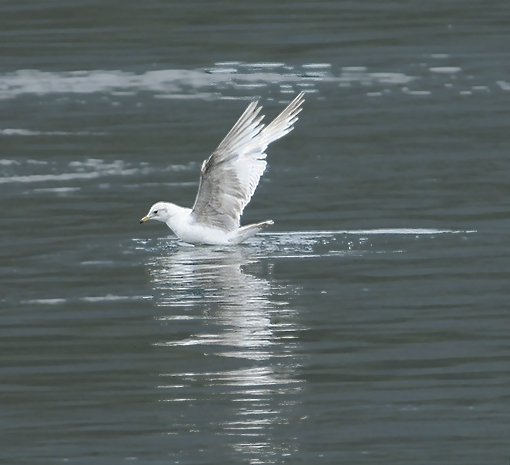 Glaucous-winged Gull