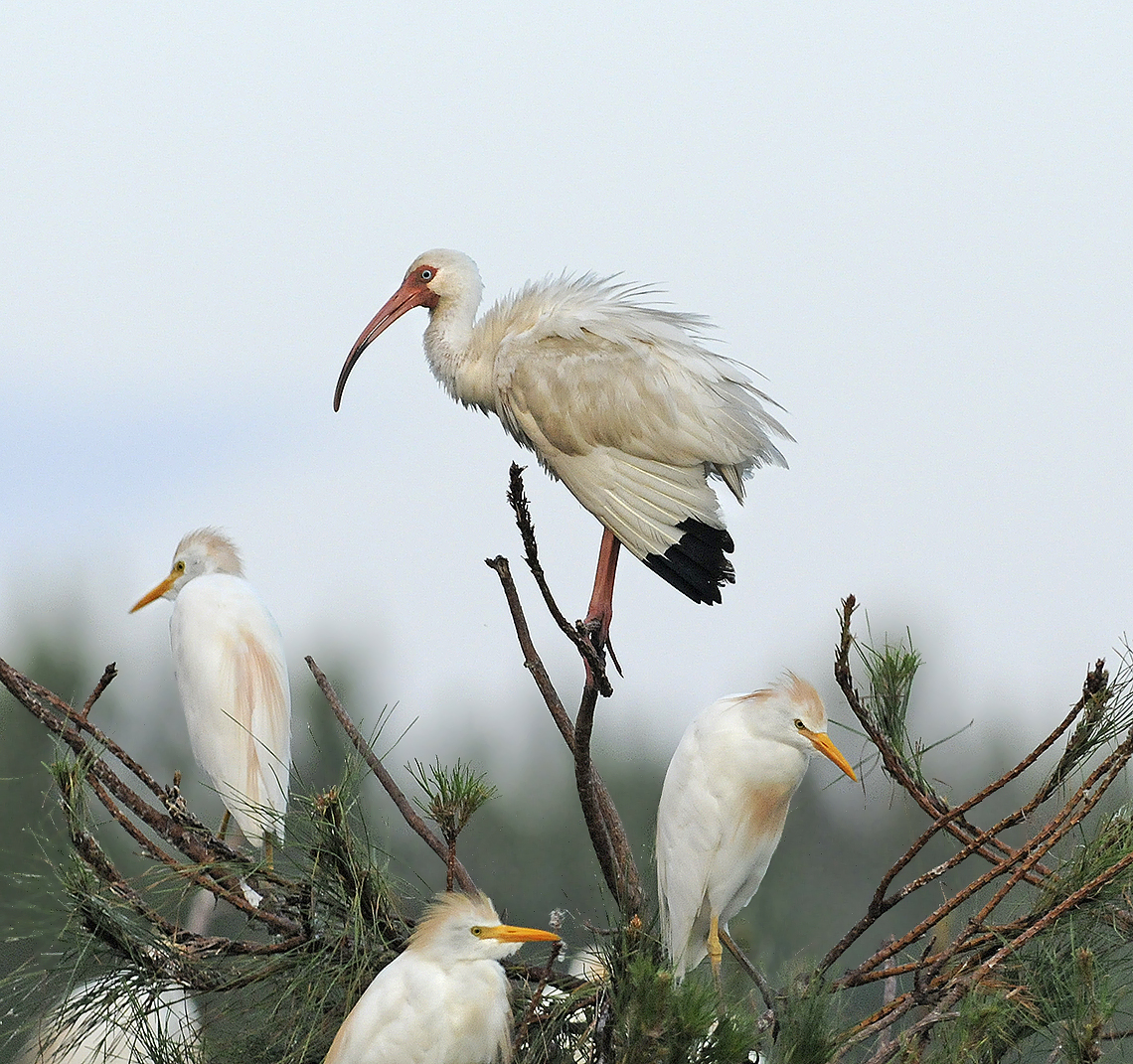 Adult with Cattle Egrets