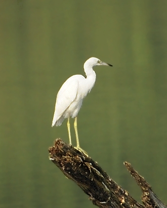 Juvenile