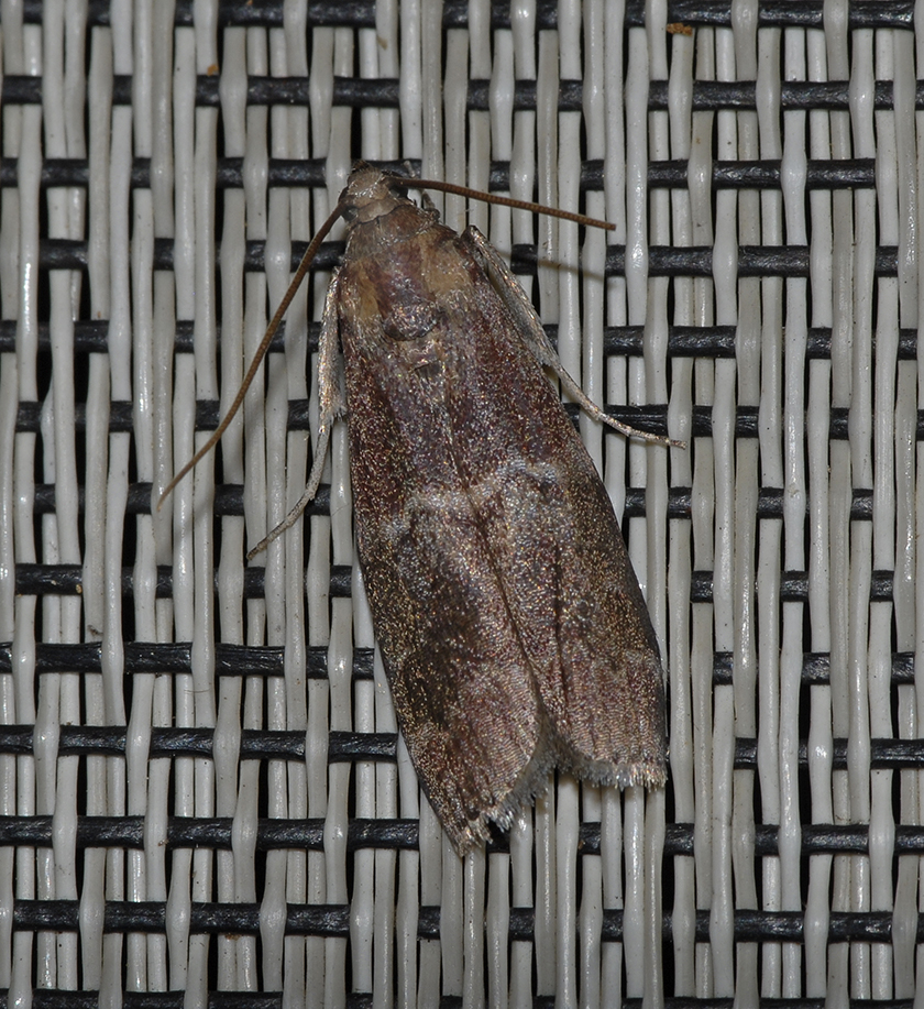 Adelphia Moth (5890)