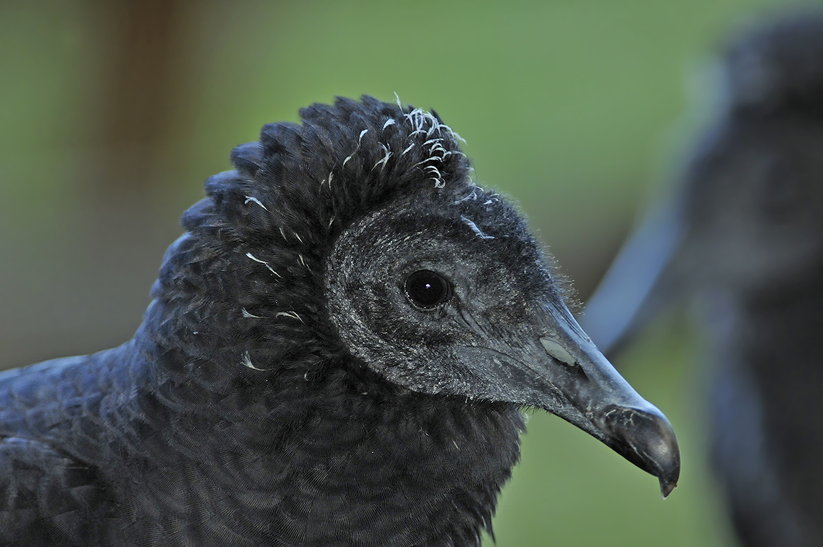 Black Vulture