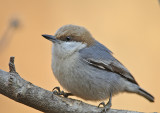 Brown-headed Nuthatch Video
