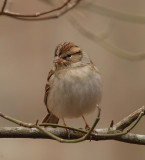 Chipping Sparrow Video