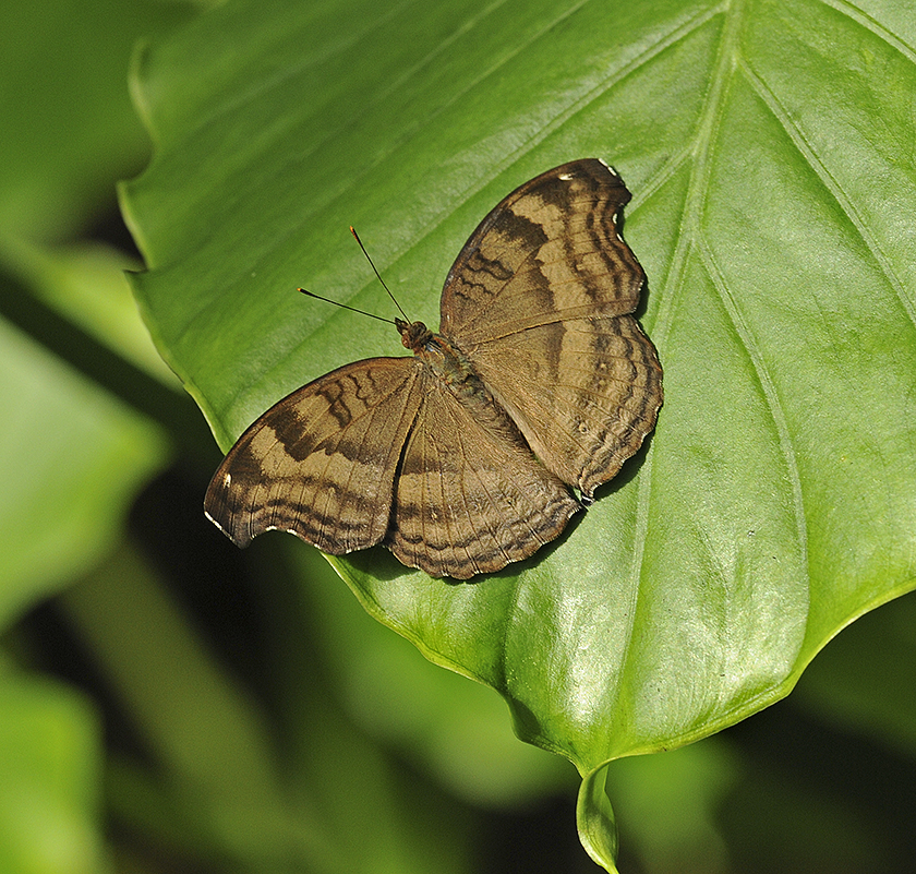 Chocolate Pansy