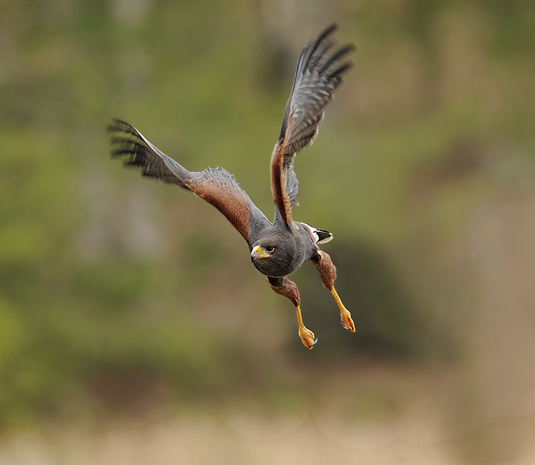 Harriss Hawk