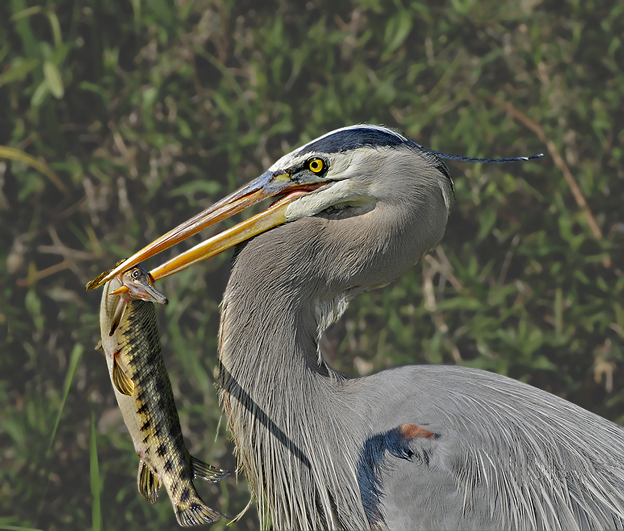 Great Blue Heron