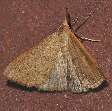 Fraternal Renia Moth (8385)