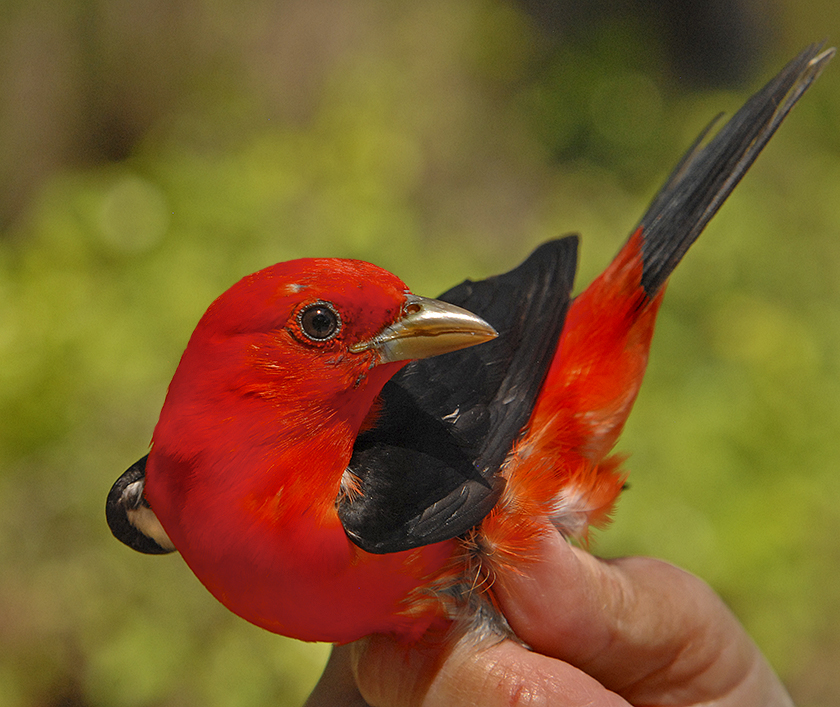 Scarlet Tanager Adult Male