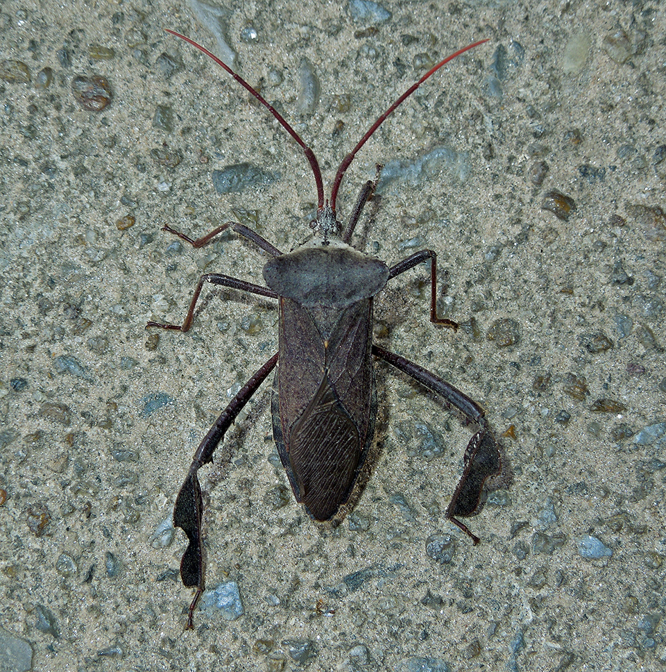 Acanthocephala femorata