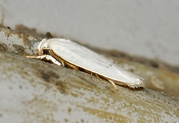Grass Miner Moth (1024)