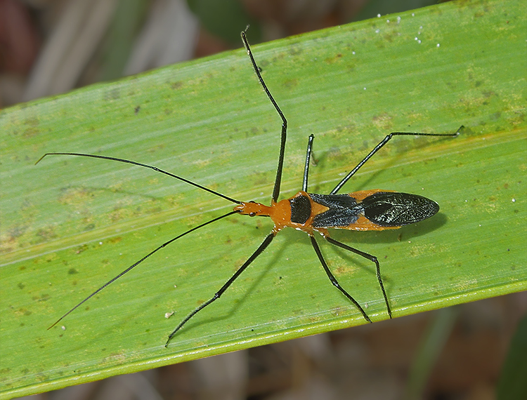 Milkweed Assassin Bug 