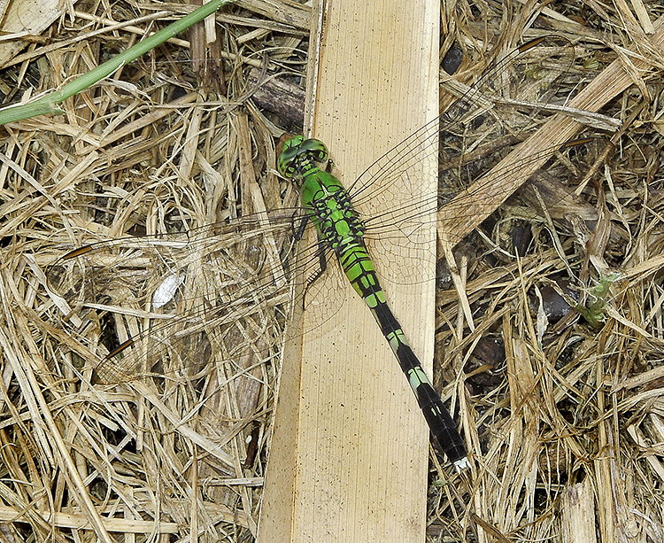 Eastern Pondhawk (Female)