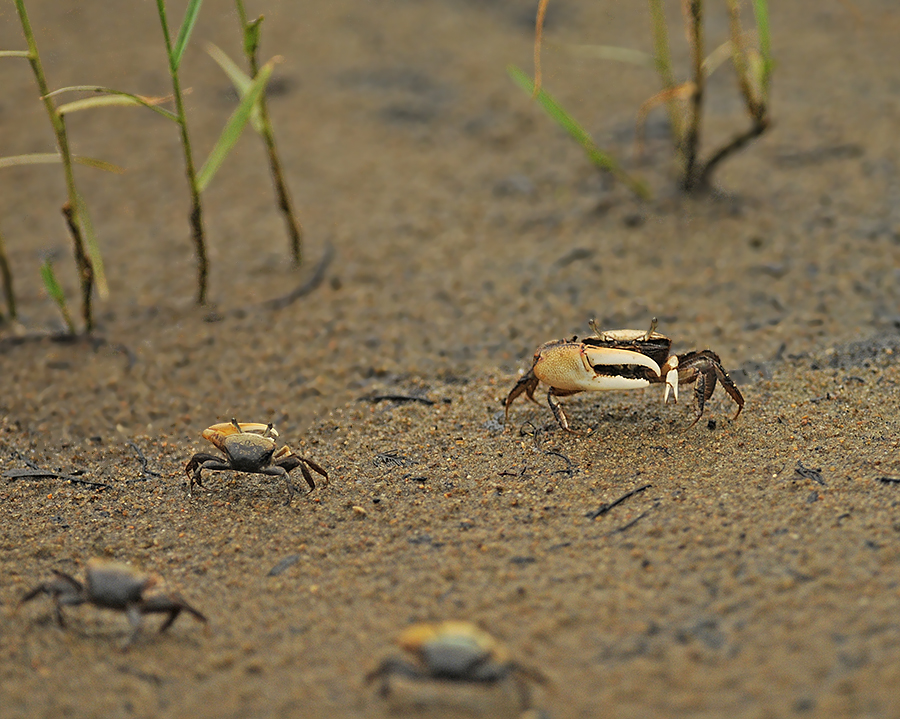Sand Fiddler Crabs 