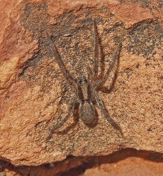 Family Lycosidae