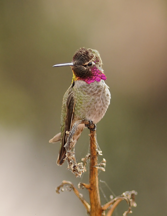 Annas Hummingbird