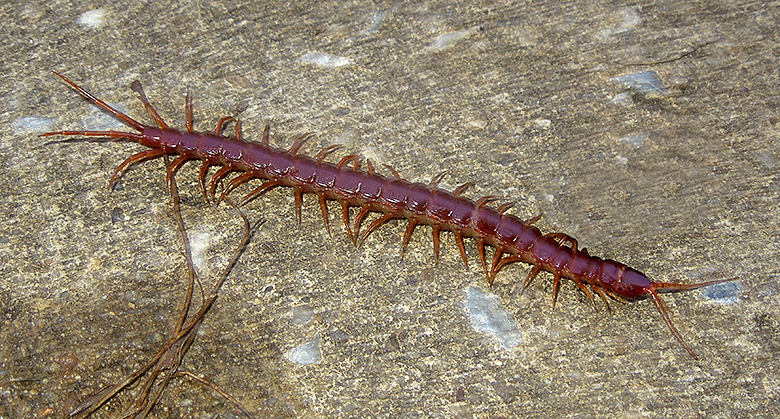 Tropical Centipede 